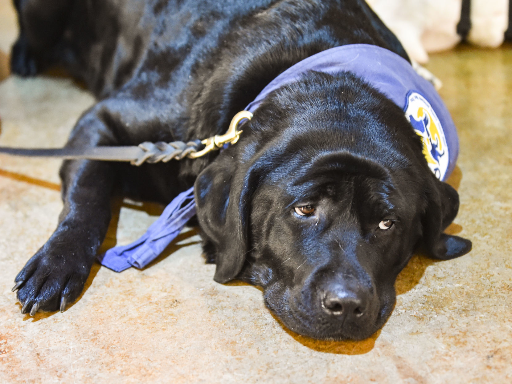 041519-qct-qca-dogs-07.jpg
